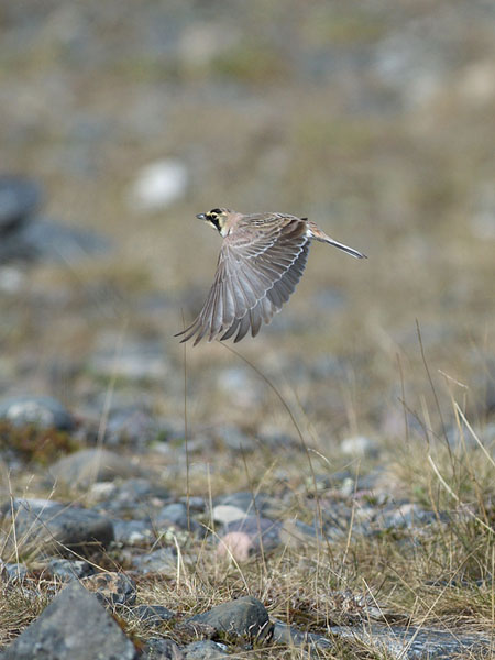 Tunturikiuru, Horned Lark, Eremophila alpestris